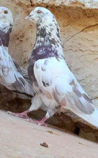 پرش سنگین کاشان