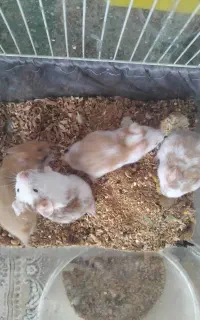 همستر بالغ البینو