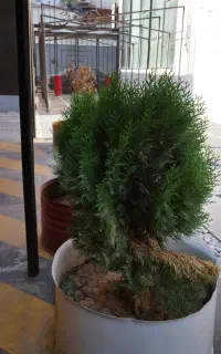 استخدام کافه رستوران
