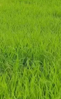 بذر شلتوک .آماده کاشت.شمیم