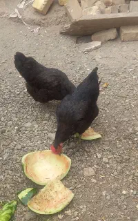 مرغ‌‌تخم‌گذار