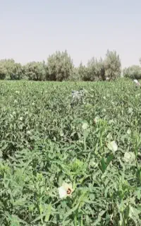 بامیه