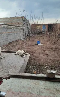 سکی