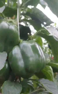 افزایش تناژ محصولات زراعی و گلخانه ها به روش OFN