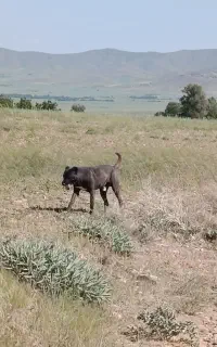 سگ گله ایی