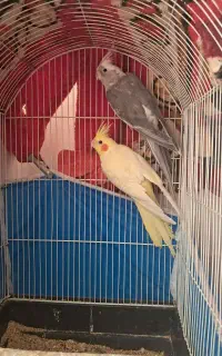 عروس هلندی  نر. ماده  تازه جفت زدم‌۳۰۰۰۰۰۰۰