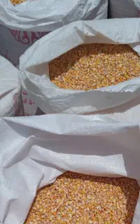 ذرت مخصوص دام و طیور