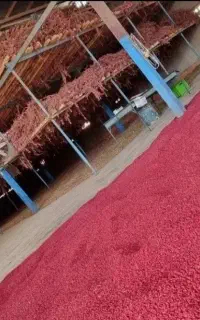 زرشک اعلا پفکی خراسان جنوبی قاین