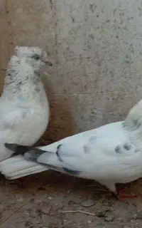 یک جفت کبوتر