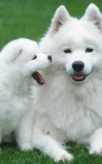 سگ پیداشده