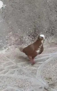 یک جفت کبوترگم شده