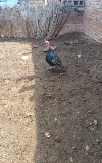 بوقلمون سالم