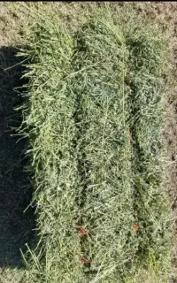 خوراک دام یونجه چن سوم