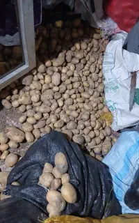 سیب زمینی برای دام