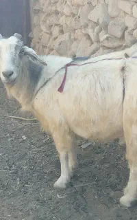 بز شیری بافت