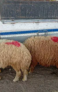 ۵۰عد بره نر میانگین وزن جفتی ۹۰کیلو