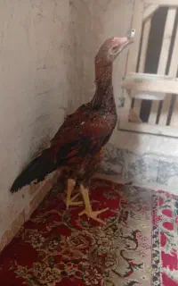 جوجه لاری‌ اصیل