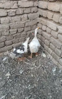 غاز