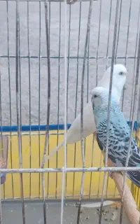مرغ عشق مولد