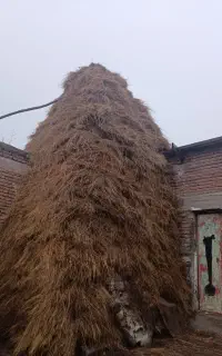 کاه و علف