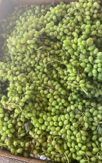 غوره ی عسگری