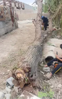 خریدار چوب