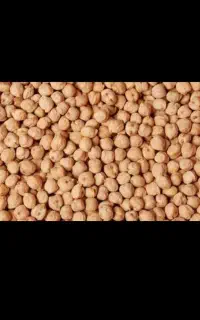 نخود سفید اعلا خوشبخت  ۱۶۰۰۰۰هزار تومان صایین