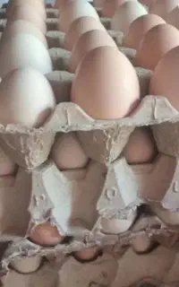 تخم مرغ محلی ارگانیک