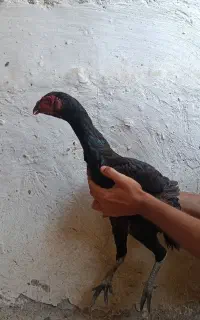 مرغ لاری اس