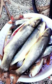 ماهی سپیددشت برای امروز خرم اباد