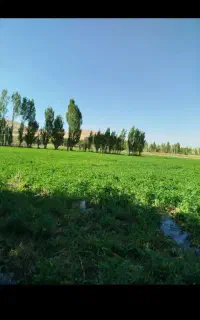 10تن یونجه کوبیده شده