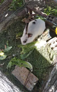 خرگوش چشم گیلاسی