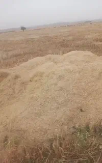 کاه گندم