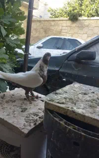 کفتر سینه نرو ماده جفت گاه و هوایی
