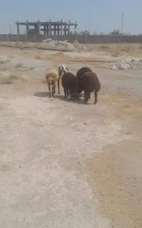 چهار عددبره نر سالم