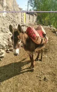 خرعه ماده جوان واسه بار