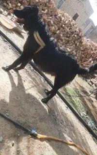سگ افغان