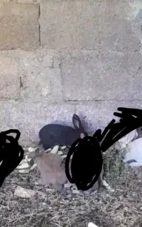 بچه خرگوش