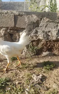 جوجه ۴ ماهه