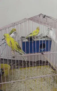 سه جفت مرغ عشق