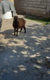 بره جنس افشاری