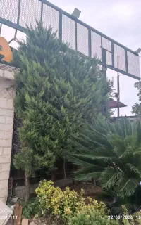چهار درخت لاوسون