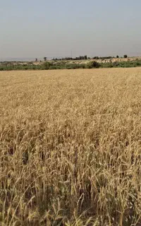 کاه گندم رامهرمز