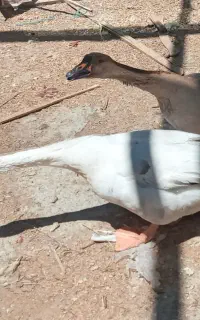 قوقاز