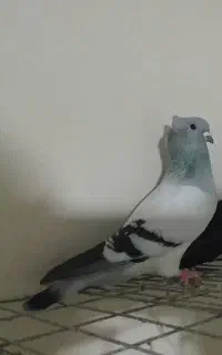 پرنده جفتی