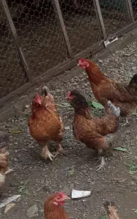 مرغ محلی تخم گذار