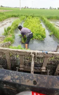 بذر ندا