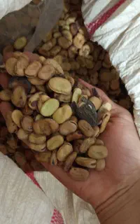 باقله زود رس