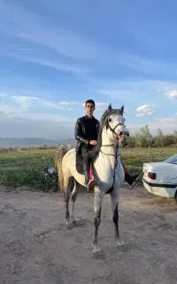 فروش اسب نریان کرد مخصوص تک بندی