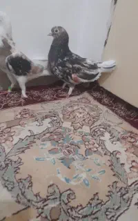 نر و ماده سرور طلا